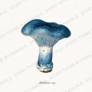 Indigo Milk Cap — vintage botanical Woodland Mushrooms print on a white background