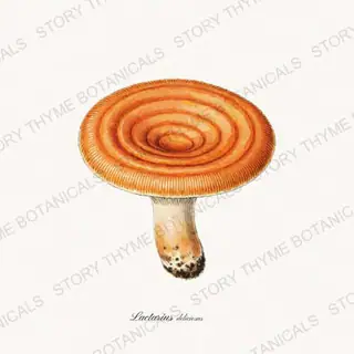 Saffron Milk Cap — vintage botanical Woodland Mushrooms print on a white background