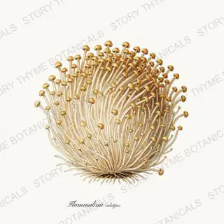 Enoki — vintage botanical Woodland Mushrooms print on a white background