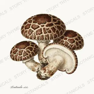 Shiitake — vintage botanical Woodland Mushrooms print on a white background