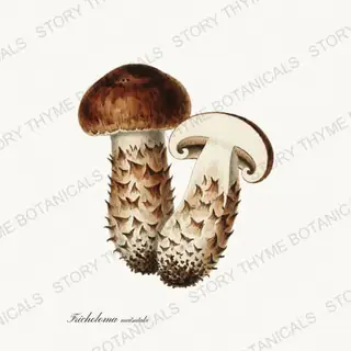Matsutake — vintage botanical Woodland Mushrooms print on a white background
