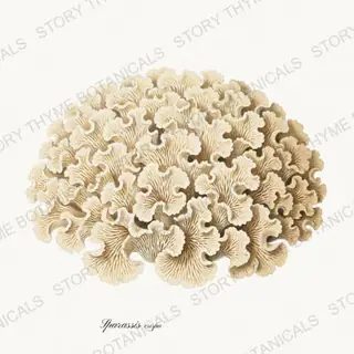 Cauliflower Fungus — vintage botanical Woodland Mushrooms print on a white background