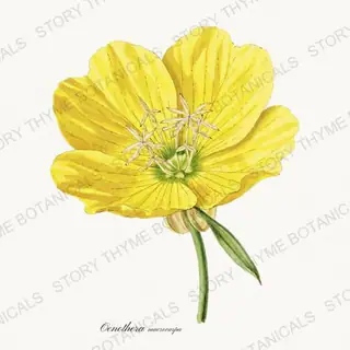 Missouri Primrose — vintage botanical Native Missouri Plants print on a white background