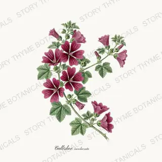 Poppy Mallow — vintage botanical Native Missouri Plants print on a white background