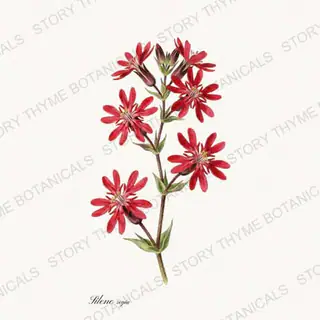 Royal Catchfly — vintage botanical Native Missouri Plants print on a white background