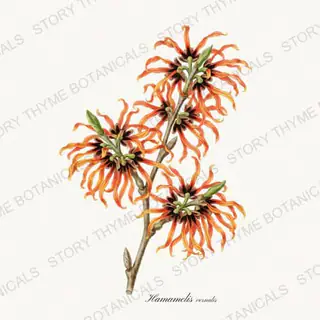 Ozark Witch Hazel — vintage botanical Native Missouri Plants print on a white background