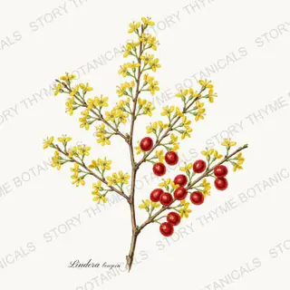Spicebush — vintage botanical Native Missouri Plants print on a white background