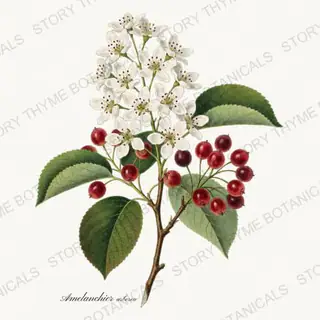 Serviceberry — vintage botanical Native Missouri Plants print on a white background