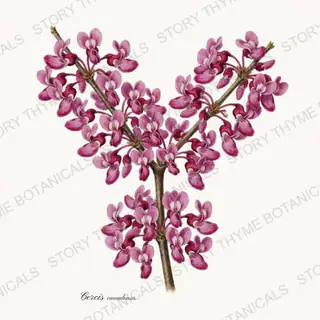 Redbud — vintage botanical Native Missouri Plants print on a white background