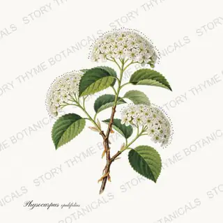 Ninebark — vintage botanical Native Missouri Plants print on a white background