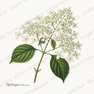 Wild Hydrangea — vintage botanical Native Missouri Plants print on a white background