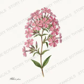 Prairie Phlox — vintage botanical Native Missouri Plants print on a white background