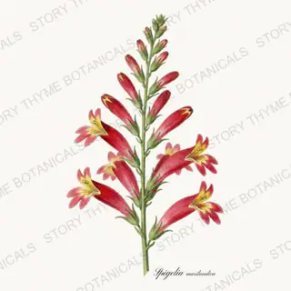 Indian Pink — vintage botanical Native Missouri Plants print on a white background