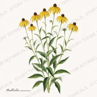Missouri Coneflower — vintage botanical Native Missouri Plants print on a white background