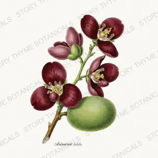 Pawpaw — vintage botanical Native Missouri Plants print on a white background