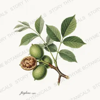 Walnut — vintage botanical Nut Trees print on a white background