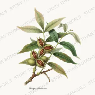 Pecan — vintage botanical Nut Trees print on a white background
