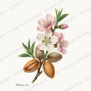 Almond — vintage botanical Nut Trees print on a white background