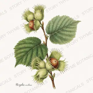Hazelnut — vintage botanical Nut Trees print on a white background