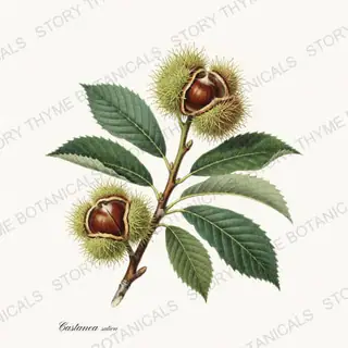 Chestnut — vintage botanical Nut Trees print on a white background