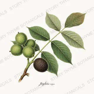 Black Walnut — vintage botanical Nut Trees print on a white background