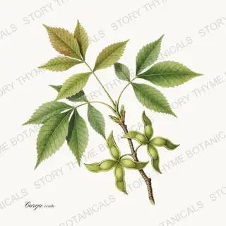 Hickory — vintage botanical Nut Trees print on a white background
