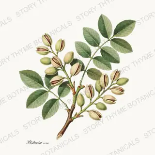 Pistachio — vintage botanical Nut Trees print on a white background