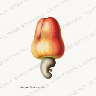 Cashew — vintage botanical Nut Trees print on a white background