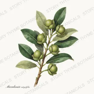 Macadamia — vintage botanical Nut Trees print on a white background