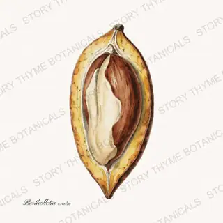 Brazil Nut — vintage botanical Nut Trees print on a white background