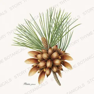 Pine Nut — vintage botanical Nut Trees print on a white background
