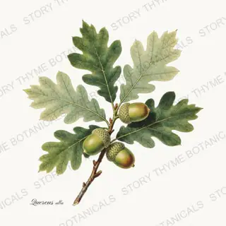 Oak Acorn — vintage botanical Nut Trees print on a white background
