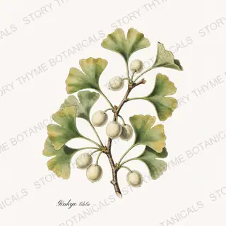 Ginkgo Nut — vintage botanical Nut Trees print on a white background