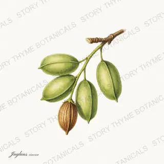 Butternut — vintage botanical Nut Trees print on a white background