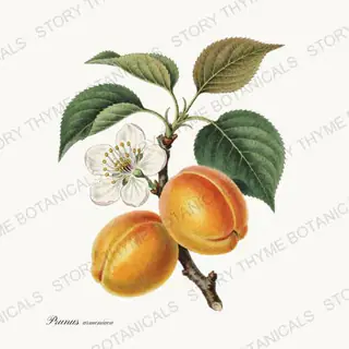 Apricot — vintage botanical Orchard Vol. 2 print on a white background
