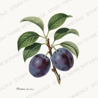 Plum — vintage botanical Orchard Vol. 2 print on a white background