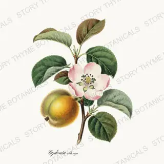 Quince — vintage botanical Orchard Vol. 2 print on a white background