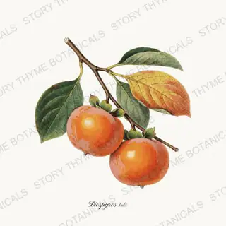 Persimmon — vintage botanical Orchard Vol. 2 print on a white background