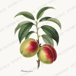 Nectarine — vintage botanical Orchard Vol. 2 print on a white background