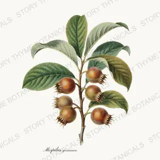Medlar — vintage botanical Orchard Vol. 2 print on a white background