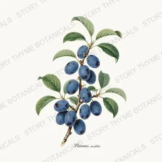 Damson — vintage botanical Orchard Vol. 2 print on a white background