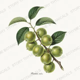 Greengage — vintage botanical Orchard Vol. 2 print on a white background