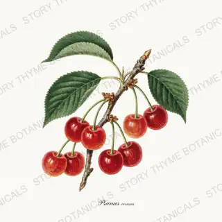 Sour Cherry — vintage botanical Orchard Vol. 2 print on a white background