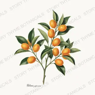 Kumquat — vintage botanical Orchard Vol. 2 print on a white background