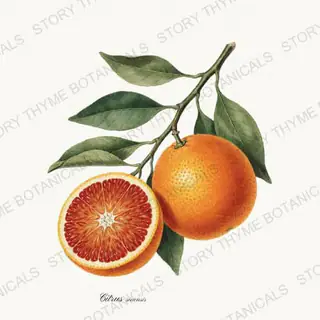 Blood Orange — vintage botanical Orchard Vol. 2 print on a white background