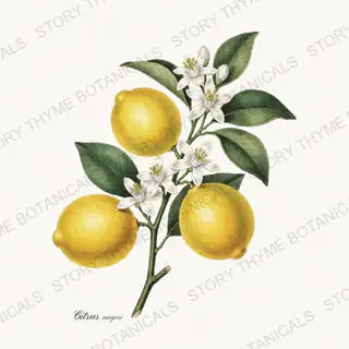 Meyer Lemon — vintage botanical Orchard Vol. 2 print on a white background