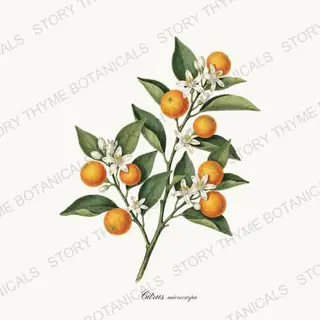 Calamondin — vintage botanical Orchard Vol. 2 print on a white background