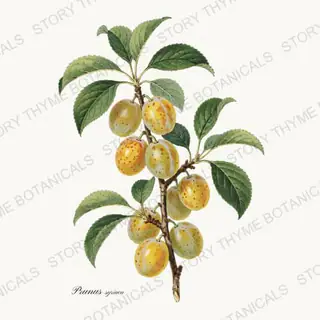Mirabelle — vintage botanical Orchard Vol. 2 print on a white background