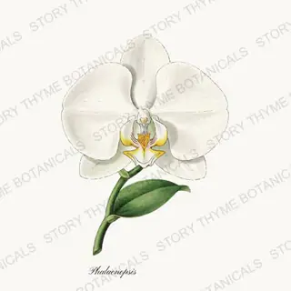 Phalaenopsis — vintage botanical Orchids print on a white background
