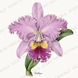 Cattleya — vintage botanical Orchids print on a white background